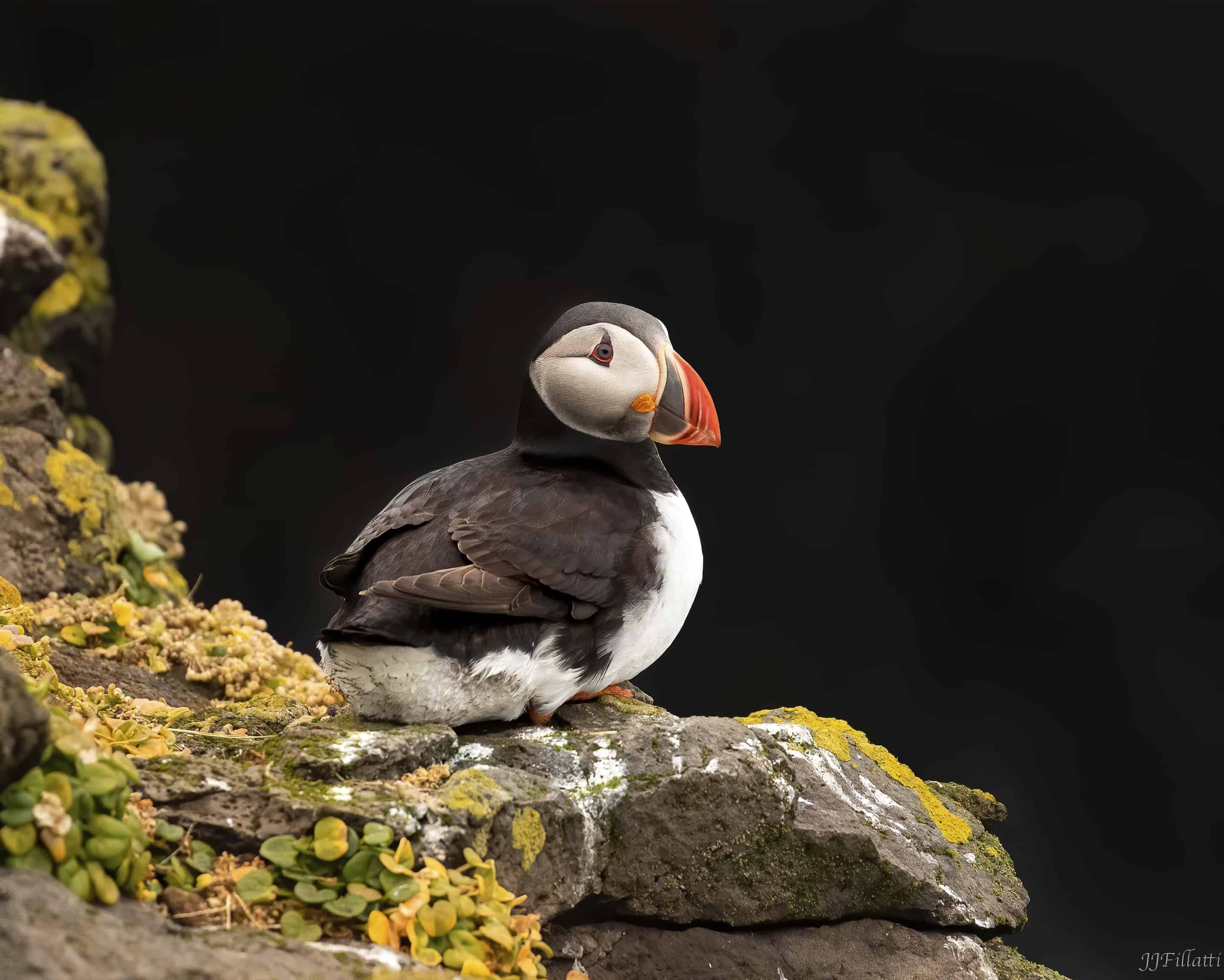 bird of iceland image 9